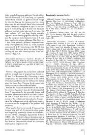 Image result for Pseudocalyx saccatus