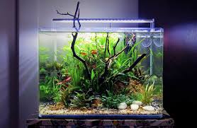 Trova l'acquario della dimensione adatta per il tipo e il numero di pesci rossi. Quanto Costa Un Acquario Naturale Acquario In Casa