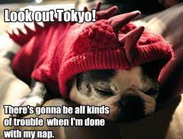 I Has A Hotdog Halloween Funny Dog Pictures Dog Memes Puppy Pictures Pictures Of Dogs Dog Pictures Funny Pictures Of Dogs Dog Memes Puppy Pictures Doge Cheezburger