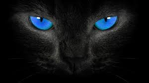 Klik gambar untuk melihat kualitas wallpaper kucing lucu hd. Background Wallpaper Kucing Background Wallpaper