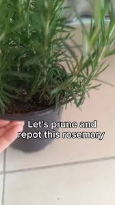 Image result for rosemary pruning