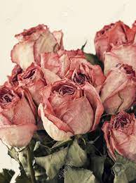 Bouquet Of Dried Pink Rose Vintage Drying Roses Dried Flowers Rose Flower Wallpaper