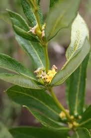 Image result for Fadogia tomentosa
