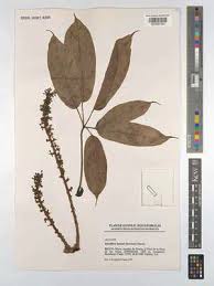 Image result for Astropanax myrianthus