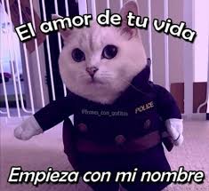 Cosasparaperros Frasesdeperros Mascotasperros Memesdeperros Perrosbellos Perrosbonitos Perrosdibuj En 2020 Memes Divertidos Frases Tontas Memes Romanticos