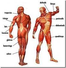 There are approximately 640 skeletal muscles in the human body (see list of muscles of the human body). Thoughts On How To Create Your Own Total Body Workouts Fitfluential Human Body Muscles Body Muscle Anatomy Muscle Diagram