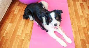 Are Border Collies Good Apartment Dogs Petblog Org