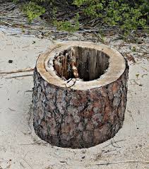 You may live in a wooded area where there may be a small forest around. 25 Log Planters Eco Friendly Planters How To Make A Log Planter