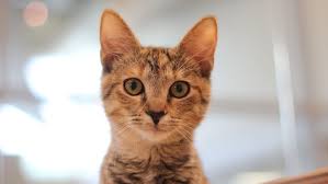 Helping atlanta pets through our pet rescue services; Hurricane Florence Atlanta Humane Society Waives Cat Adoption Fees