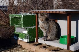 Feral cat colonies usually oriastridte when lost or abandoned unaltered domestic cats congregate near a food source, such as garbage dumpsters in alleyways, behind exposure to other humans and other cats if the feral kitten can be around another calm, friendly cat, this will help the taming process. Meet The Animal Lovers Taking Care Of A Feral Cat Colony At The Columbia Street Waterfront Brooklyn Paper