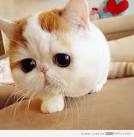 10 Best Large Cat Breeds - Top Big Cat List and Pictures