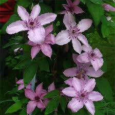Check spelling or type a new query. Clematis Hagley Hybrid Friedrich M Westphal Clematiskulturen