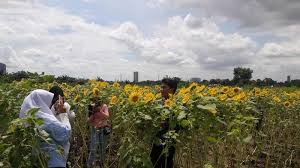 Tapi kebun bunga matahari di dalamnya juga gak kalah indah lho. Warganet Serbu Hutan Bunga Matahari Di Tangerang Warta Kota