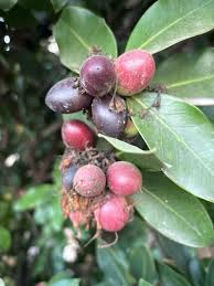 Image result for Acokanthera oblongifolia