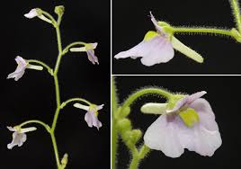 Image result for Genlisea