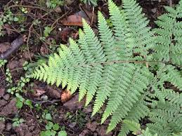 Image result for Hypolepis