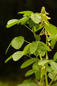 Image result for Crotalaria pallida