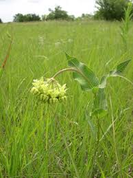Transplanting Program Aims To Save Threatened Mead S Milkweed Milkweed Plants Pollinator Garden