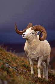 Llbwwb Huge Dall Ram By Alaskafreezeframe With Pernission Animals Nature Animals Cute Animals