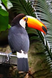 Bird With Large Beak Toucan Aves Belas Animais Passaros