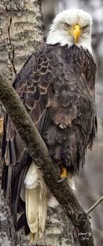 Birds That Look Like Bald Eagles Birds Of Prey Have Intense Looks Birds Of Prey Bald Eagle Beautiful Birds