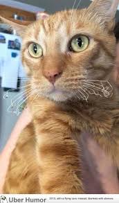 Tried To Steal Bacon From A Sizzling Pan Cat Site Cats Animals