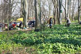 Barlauchfest Botanischer Garten Universitat Rostock