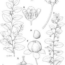 Image result for Andrachne ovalis