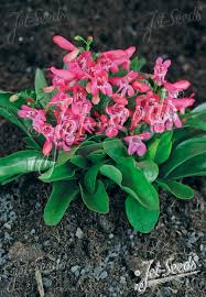 Image result for Pentas schumanniana
