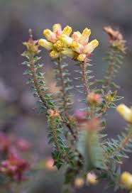 Image result for Penaeaceae