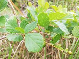 Image result for Rhoicissus tridentata