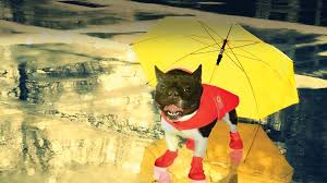 10 Must Have Products To Survive The Rain With Your Dog