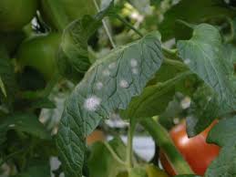 Leveillula Taurica tomatoes ile ilgili görsel sonucu