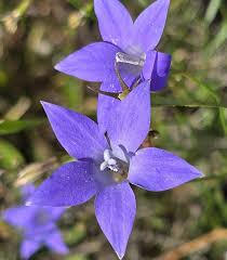 Image result for Wahlenbergia subaphylla