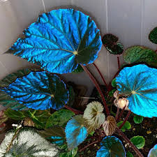 Image result for Begonia princeae