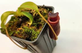 Image result for Xerophyta villosa