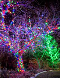 How Many Lights For Trees
