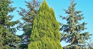 Image result for Cyphia lasiandra