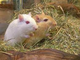 Maybe you would like to learn more about one of these? Mascotas Natura Jerbos Ardillas Del Desierto Los Facebook