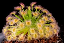 Image result for Nesogenaceae