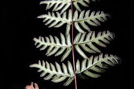 Image result for Cheilanthes angustifrondosa