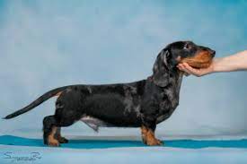 A dachshund was the first ever olympic mascot! Dachshund Puppies Buy A Dachshund Puppy In Moscow Cheap En Petglobals Com