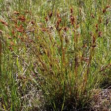 Image result for Themeda triandra