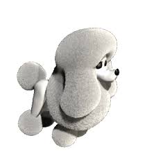 home page for great lakes poodle club of chicago inc poodle minature poodle french poodles