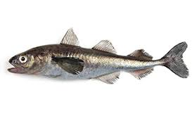 Polardorsch Boreogadus Saida Fischlexikon