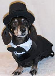 12 Cats And Dogs Wearing Top Hats Dog Tuxedo Black Dachshund Dachshund