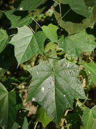 Image result for Alangium chinense