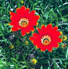 Image result for Gazania krebsiana
