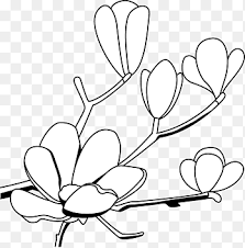 Southern Magnolia Drawing Magnolia S White Leaf Png Pngegg This clipart image is transparent backgroud and png format. southern magnolia drawing magnolia s