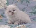 Fuzzy Fuzzlet - New Jersey Doll Face Persian NY Doll Face ...